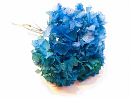 Stabilizovaná hortenzie modrozelená květenství Ø25cm