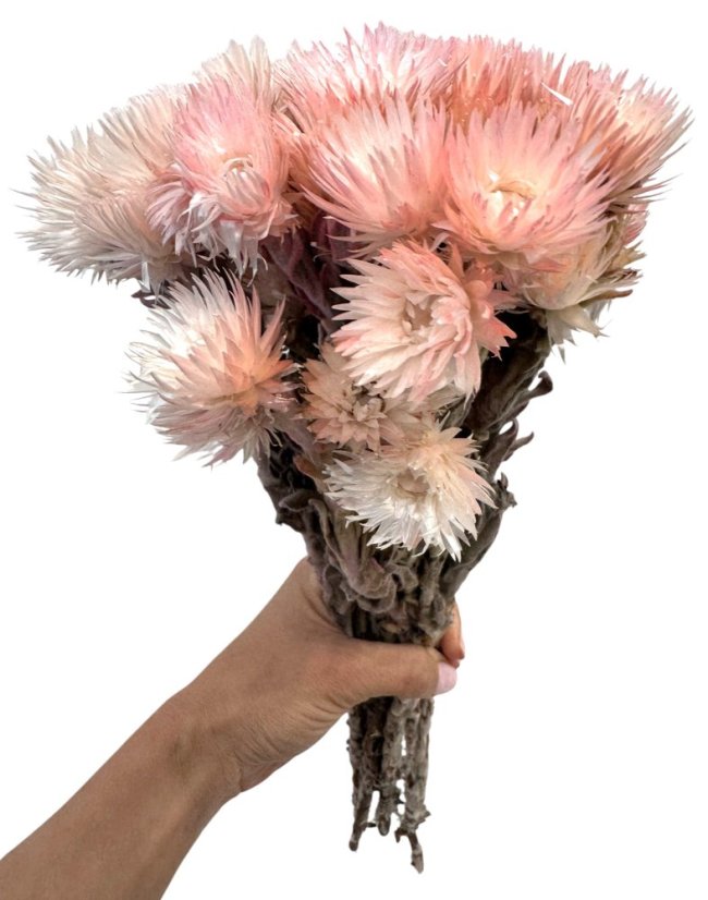 Helichrysum vestitum, slamienka svetlo ružová, zväzok - Balenie: 90g