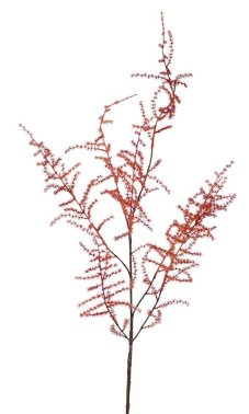 Asparagus vetvička HRDZAVÁ XL, ako skutočný, detaily, 130cm