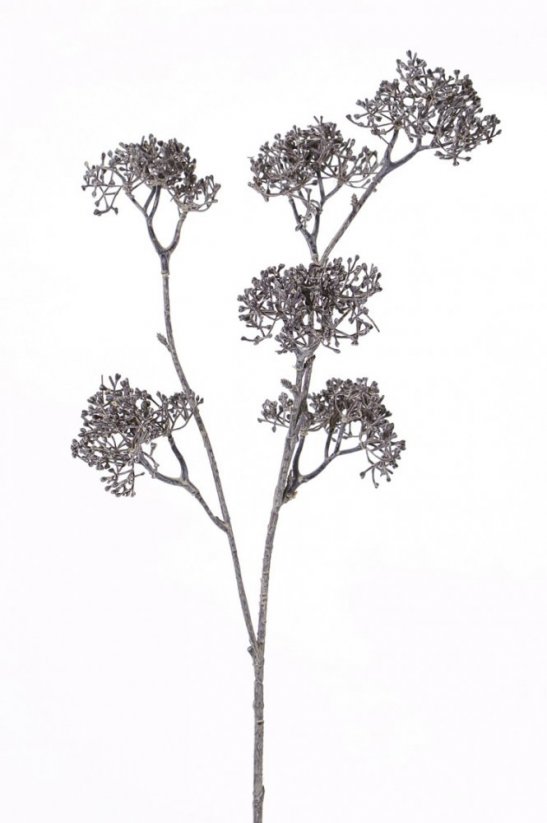 Hladýš/Apiaceae šedohnědý, rozvětvený s pupeny, 60cm