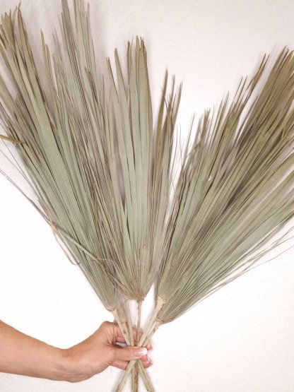 Sušené palmové listy prírodné 50-60cm, zväzok 6ks