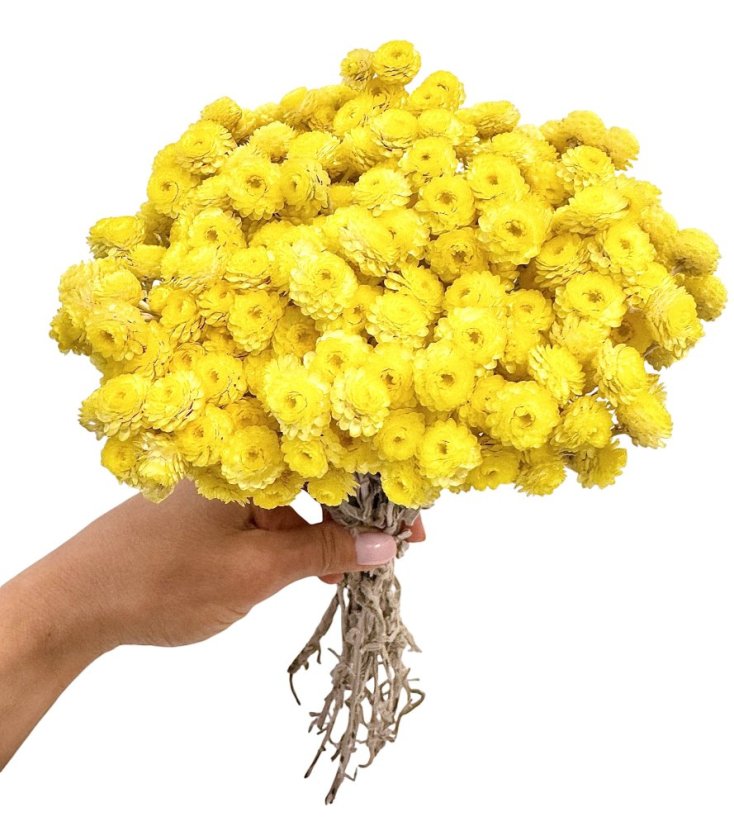 Sempreviva Helichrysum/Imortelka, slaměnka žlutá, svazek