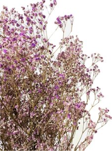 Nevěstin závoj/stabilizovaná Gypsophila svazek/kytice fialová drobná