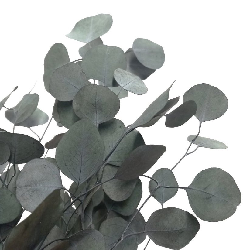 Stabilizovaný eukalyptus populus, kytica/zväzok zelených vetvičiek