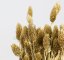 Sušený phalaris kytice/svazek zlatý od 50g