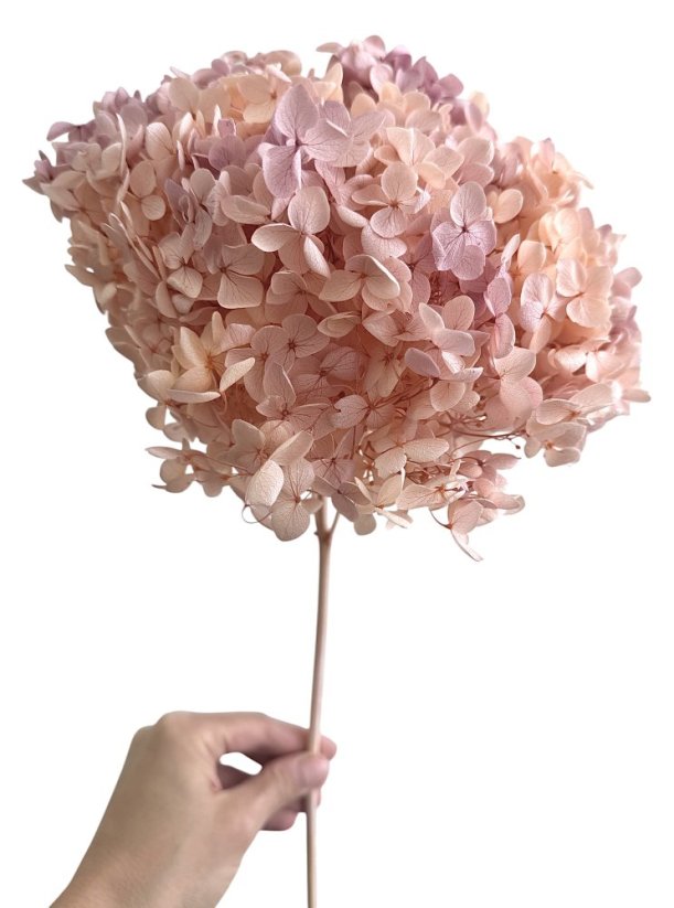 Stabilizovaná hortenzia CABEZA melírovaná sepia rose XL