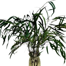 Stabilizovaný eukalyptus Willow s plody, kytice/svazek 100g