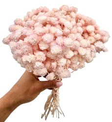 Sempreviva Helichrysum/Imortelka, slaměnka světle růžová (baby pink), svazek
