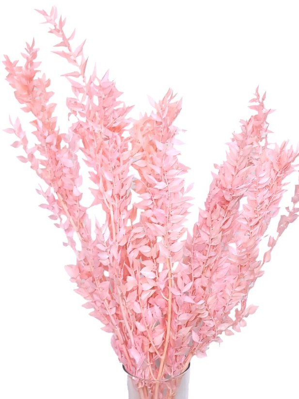Stabilizovaný ruskus (ruscus) kytica/zväzok svetlo ružových vetvičiek - Balenie: 100g