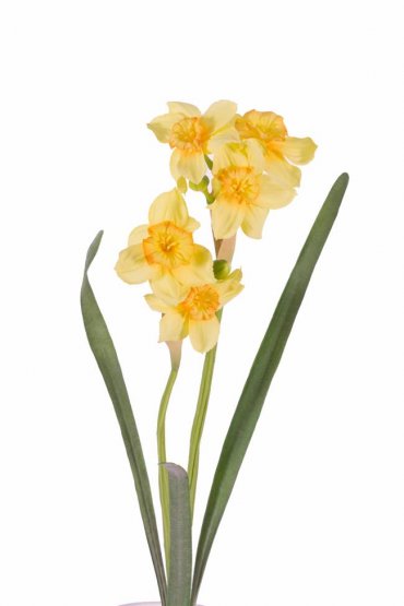 Narcis "de Luxe", 5 květů, 2 pupeny 53cm