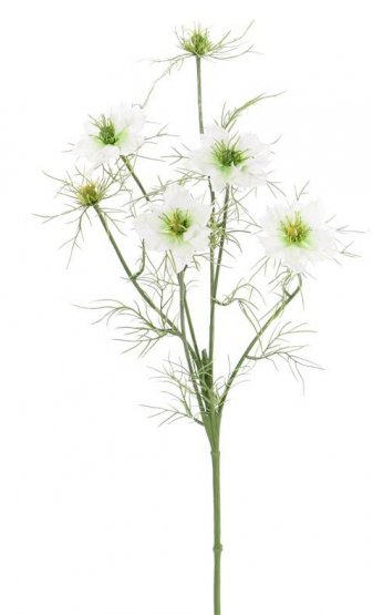 Černucha damašská bielozelená/Nigella, stonka so 4 kvetmi, 2 púčiky, 66cm