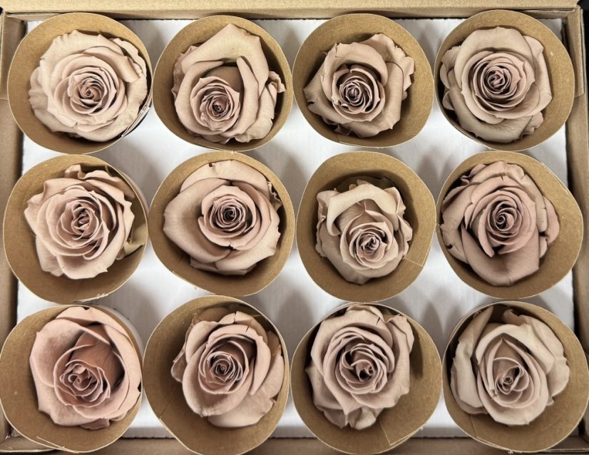 Stabilizovaná růže Rose Amor  M+ cappuccino (hlava)