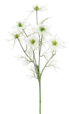 Černucha damašská bielozelená/Nigella, stonka so 4 kvetmi, 2 púčiky, 66cm