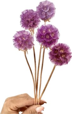 Sušená Scabiosa fialová