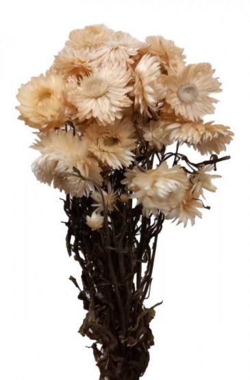 Helichrysum, slamienka biela/krémová, zväzok 50g