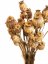 Sušené makovice dekoratívne kytice / zväzok prýrodná béžová
