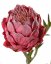 Protea umelá, ľahko srienistá s listami, krásne spracovanie, 63cm