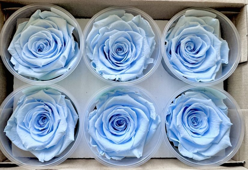Stabilizovaná růže Rose Amor XL baby blue/světle modrá (hlava)