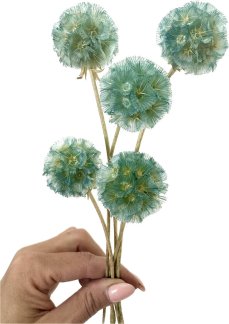 Sušená Scabiosa modrozelená