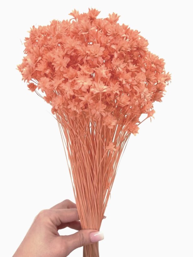 Sušená květina Hill Flower lososová svazek - Balení: 100g