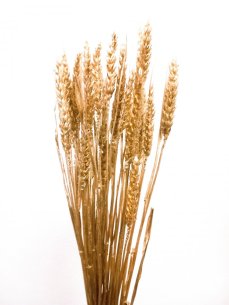 Sušená pšenice zlatá svazek