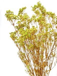 Nevěstin závoj/stabilizovaná Gypsophila zväzok/kytica limetková