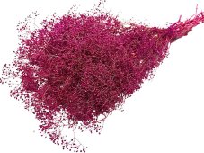 Stabilizovaná mini Gypsophila svazek/kytice purpurová/magenta