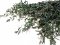 Stabilizovaný eukalyptus PARVIFOLIA, svazek zelených větviček
