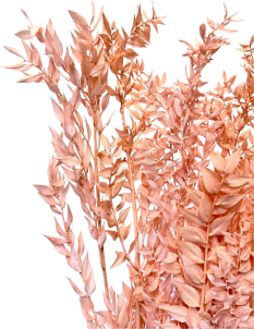Stabilizovaný ruskus (ruscus) kytica/zväzok růžová/světlá lososová