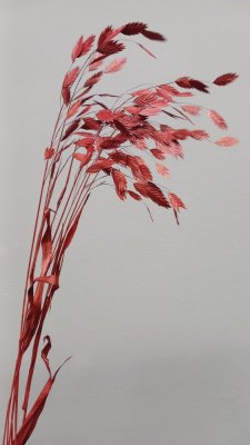 Sušený plochoklásek (Chasmanthium) svazek vínový