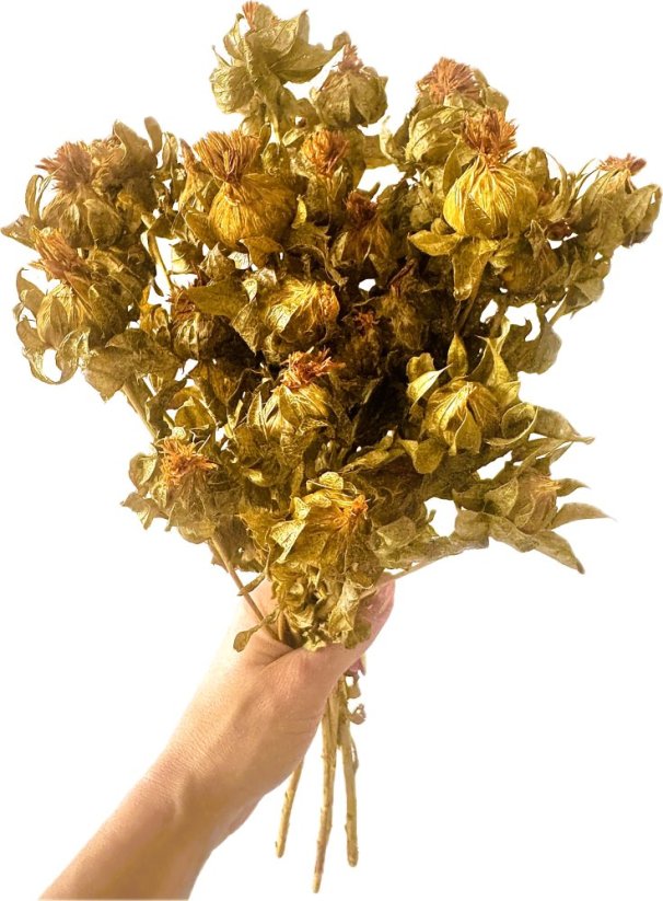 Stabilizovaná světlice barvířská zelená (Carthamus) svazek 50g