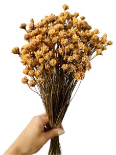 Sušená kvetina Hill Flower prírodná zväzok