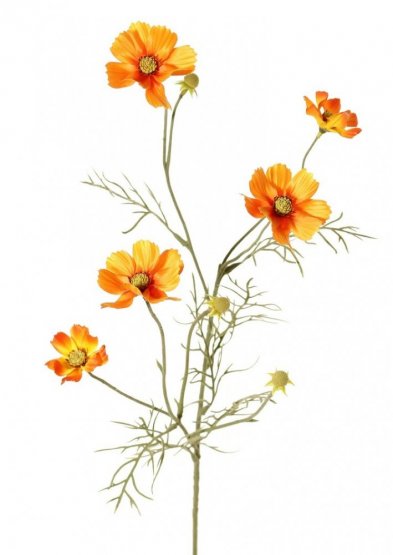 Cosmea/krásenka oranžové květy, krásné zpracování, 72cm