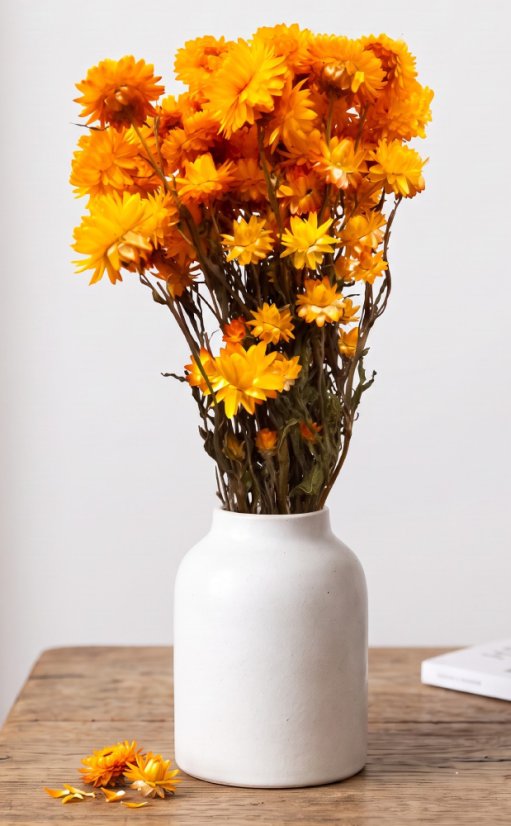 Helichrysum, slamienka žltá, zväzok
