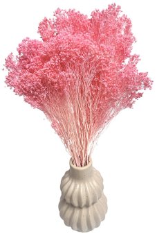 Sušený Broom Bloom růžový, kytice/svazek