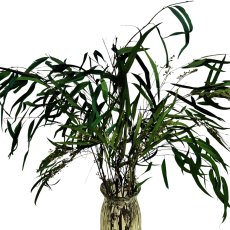 Stabilizovaný eukalyptus Willow s plody, kytice/svazek 100g