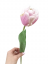 Rozkvitnutý tulipán svetlo ružový (kvet Ø 6.5), PREMIUM QUALITY, pogumovany 45cm