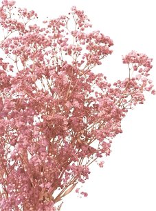 Nevěstin závoj/stabilizovaná Gypsophila svazek/kytice RŮŽOVÁ