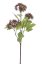 Kalina/Viburnum větev, 3 shluky nachových pupenů s listy 60cm