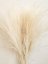 Miscanthus (Ozdobnica čínska) bielená, sušená tráva zväzok 80cm