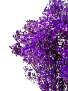 Nevěstin závoj/stabilizovaná Gypsophila svazek/kytice TMAVĚ FIALOVÁ ŽÍHANÁ