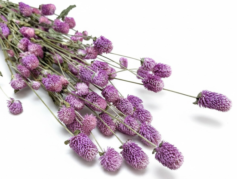 Gomphrena/ Pestrovka sušená ružovofialová ,zväzok - Balenie: 45g Gomphrena/ Pestrovka sušená ružovofialová ,zväzok - Balenie: 45g