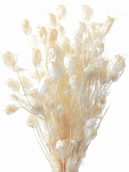 Stabilizovaná černuška (Nigella) bielená zväzok/kytica