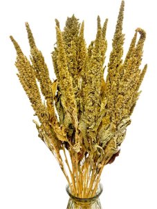 Sušený amarant (Amaranthus) kytice/zväzok zelený