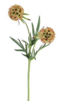 Scabiosa umelá 2 květy, 55cm