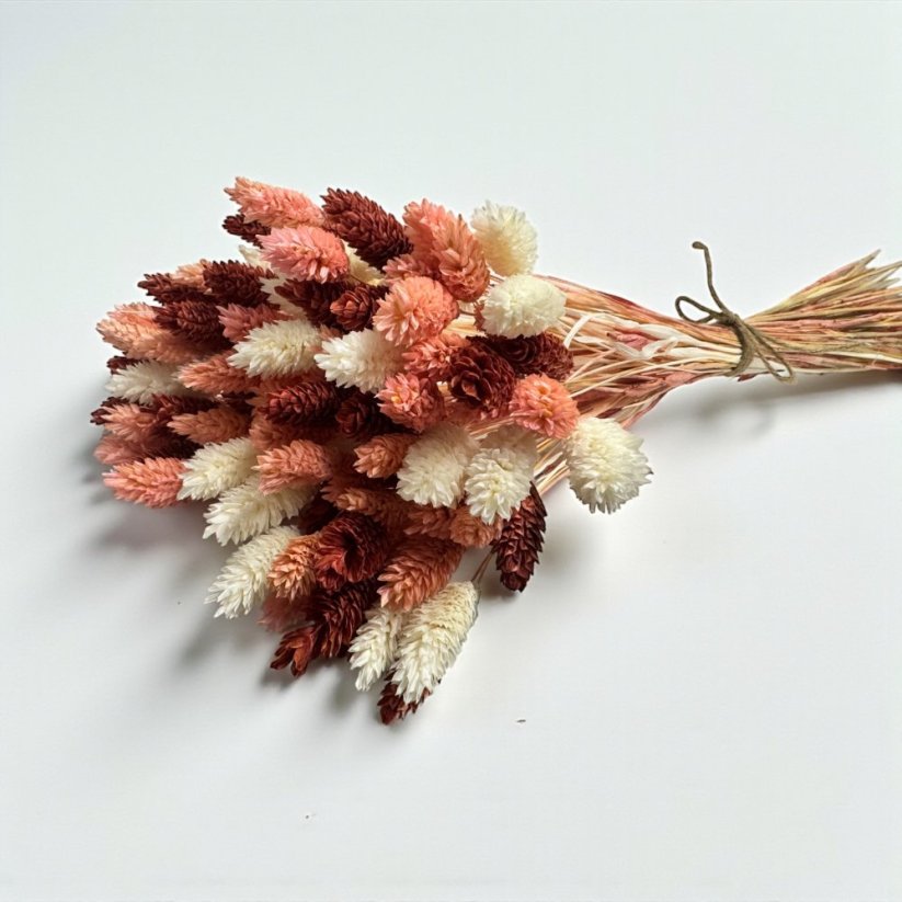 Sušená kytica 100g sušený Phalaris, bielený/ružový/vínový