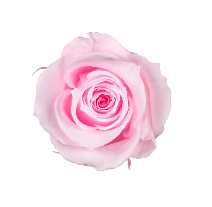 Stabilizovaná ruža Rose Amor  M+ cukrovo ružová (hlava)
