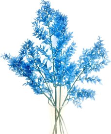 Stabilizovaný ruskus (ruscus) kytice/svazek aquamarine modrá