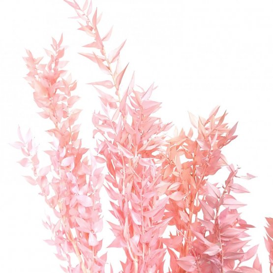 Stabilizovaný ruskus (ruscus) kytice/svazek světle růžových větviček