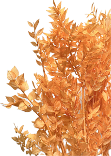 Stabilizovaný ruskus (ruscus) kytice/svazek lososových větviček (peach fuzz)